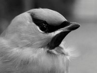 639 - PORTRAIT - LEPPALA PEKKA - finland <div